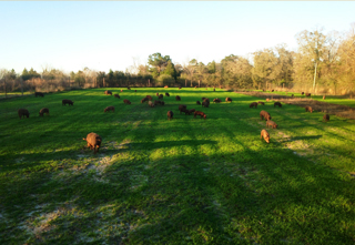 Mark Fortune, owner of Big Creek Farm