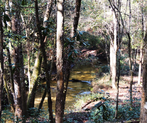 Our hogs drink from artesian springs - Photos